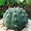 Matucana_ madisoniorum _04